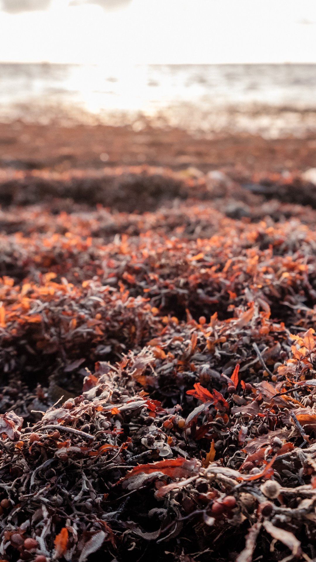 Sargassum in Playa del carmen