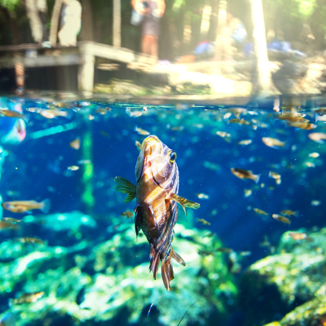 Cenote in Yucatan